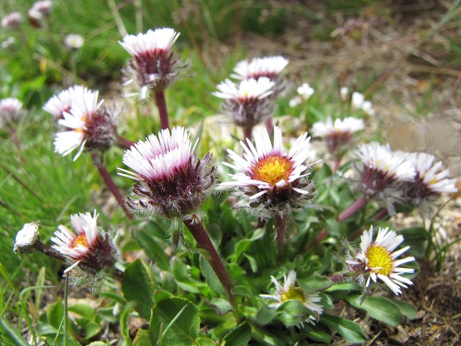 Erigeron uniflorus / Cespica uniflora